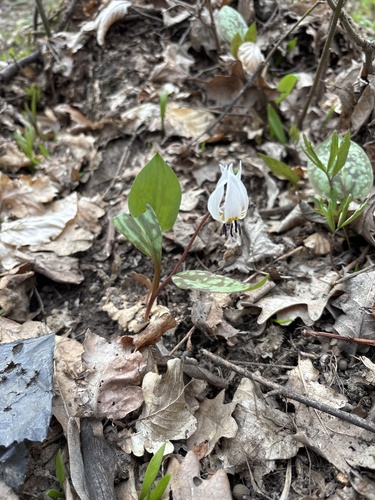 Dog's-tooth-violet