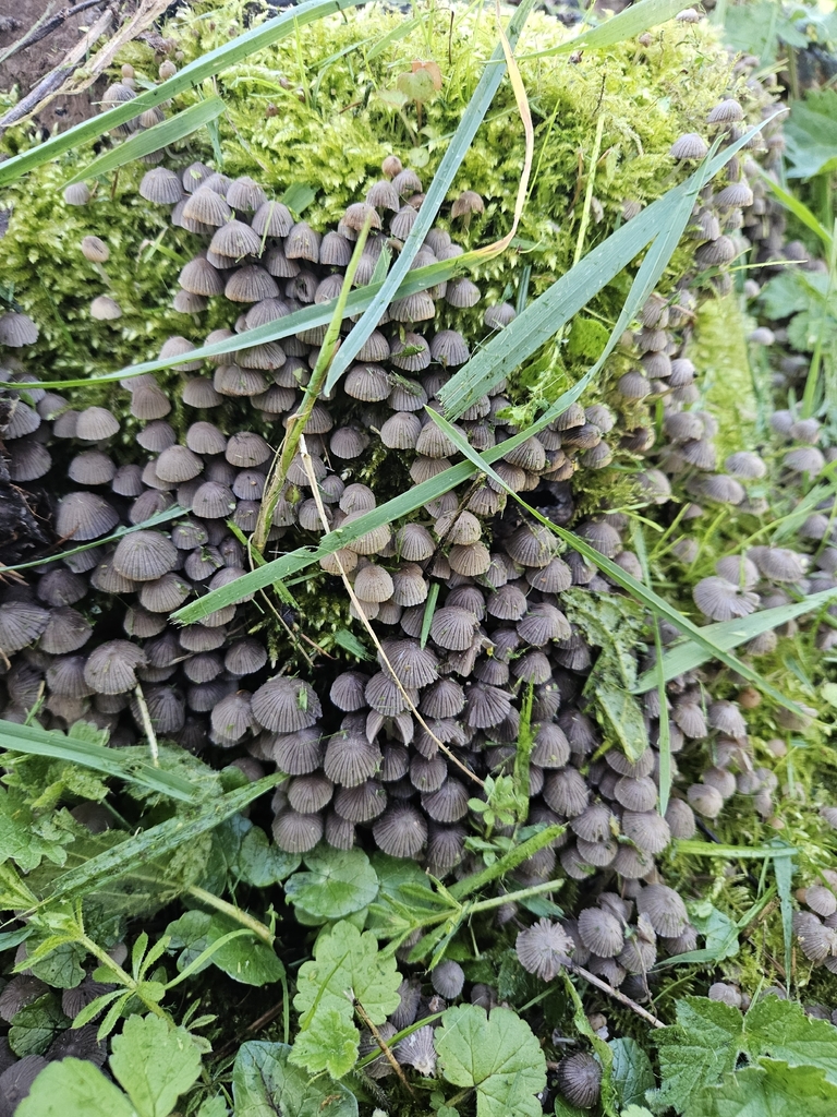 Coprinellus disseminatus · March 2026 · photo: © jcp32 (iNaturalist, cc0)