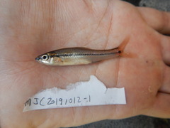 Notropis atrocaudalis