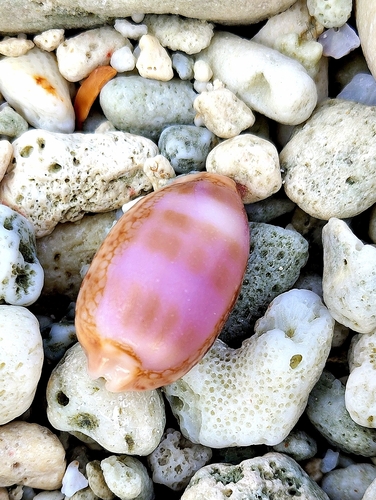 Cypraea scurra observed 2026-02-07