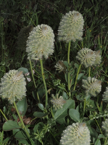 Yellow Tails (Ptilotus nobilis)