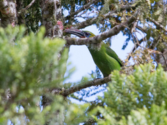 Aulacorhynchus sulcatus