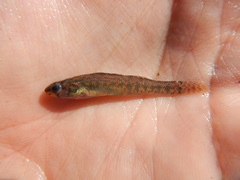 Etheostoma gracile
