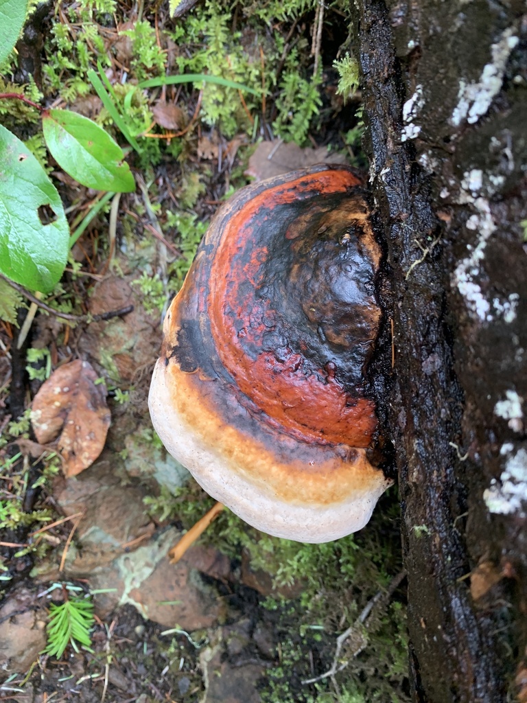 Fomitopsis mounceae · March 2026 · photo: © davidbroadland (iNaturalist, cc0)