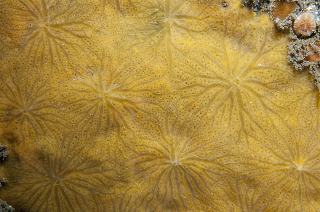 Hymedesmia stellifera