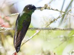 Heliodoxa leadbeateri