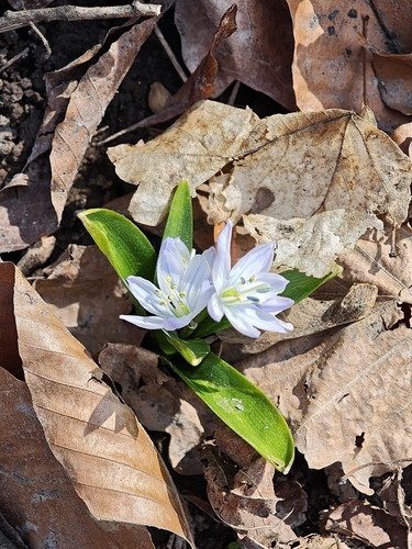 Scilla mischtschenkoana