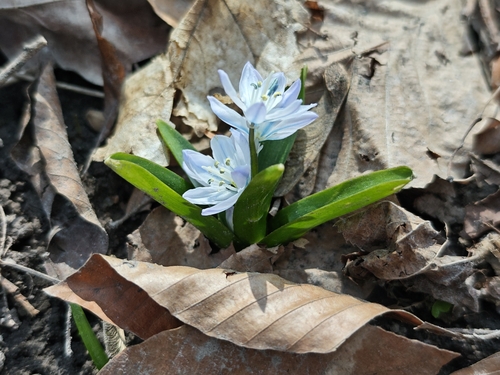 Scilla mischtschenkoana