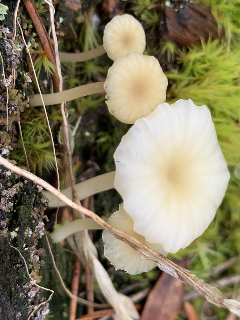 Lichenomphalia ericetorum · March 2026 · photo: © davidbroadland (iNaturalist, cc0)