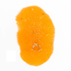 Acanthodoris lutea