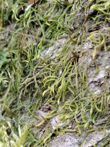 Capillary Wing-moss (Pterigynandrum filiforme)
