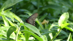 Parides bunichus