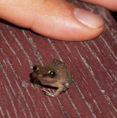 Eleutherodactylus johnstonei