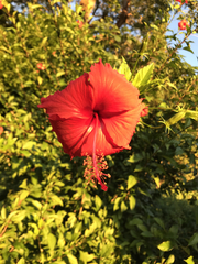 Hibiscus × archeri