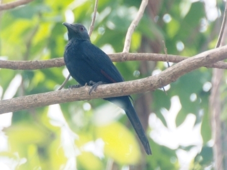 Chestnut-winged Starling