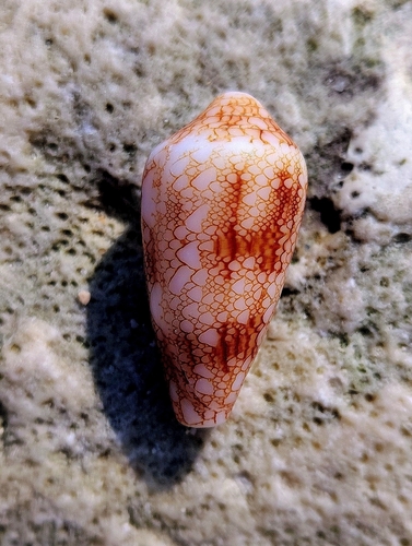 Conus canonicus observed 2026-02-07