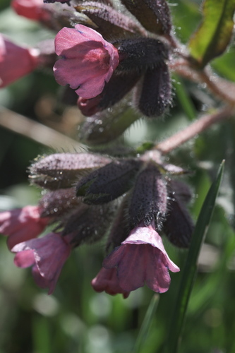Pulmonaria affinis, photograph 6