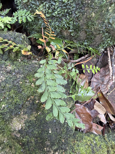 Osmolindsaea odorata observed 2026-03-22