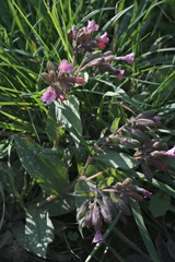 Pulmonaria affinis, photograph (c) fmunoz, some rights reserved (CC BY)