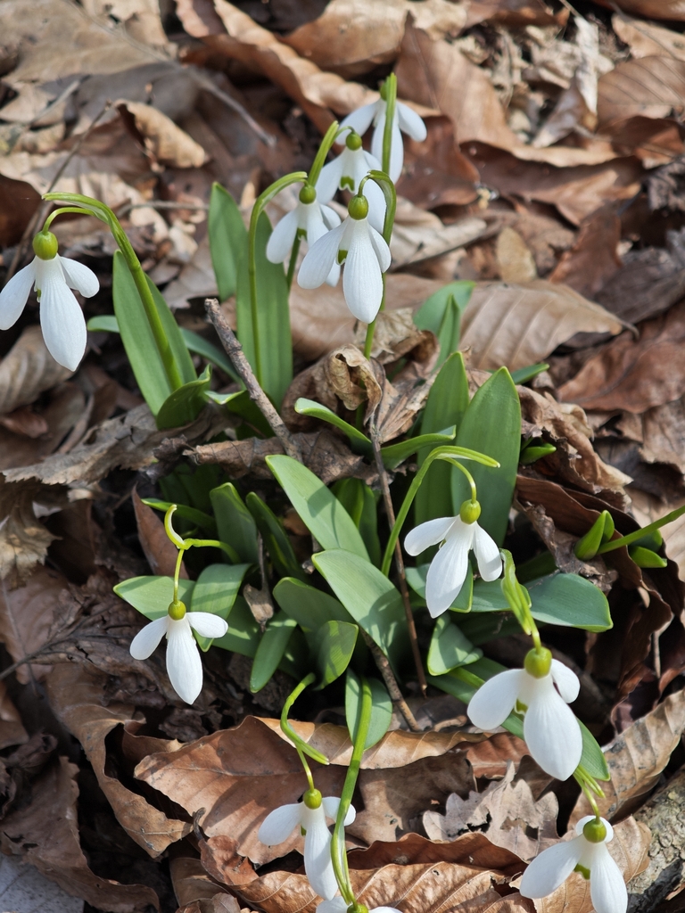 Galanthus × allenii
