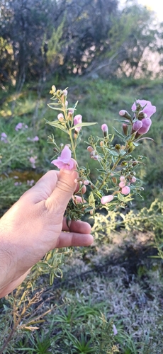 Agalinis genistifolia, photograph 3