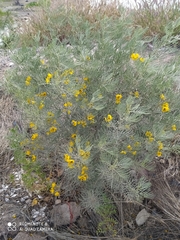 Senna artemisioides artemisioides