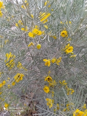 Senna artemisioides artemisioides