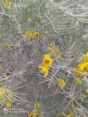 Senna artemisioides artemisioides