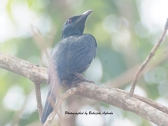 Onychognathus fulgidus