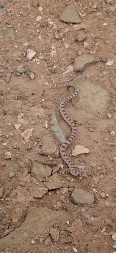 Awl-headed Snake