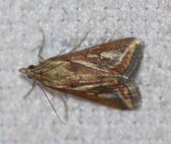 Achyra massalis