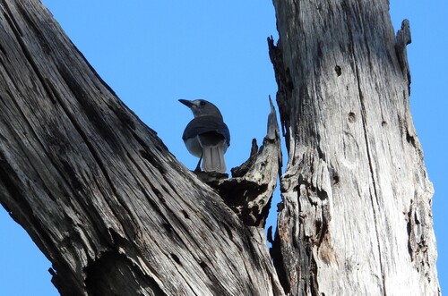 Gray Shrikethrush