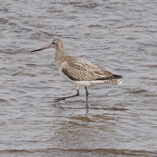 Aguja colipinta (Limosa lapponica)