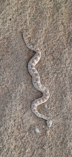 Desert Horned Viper