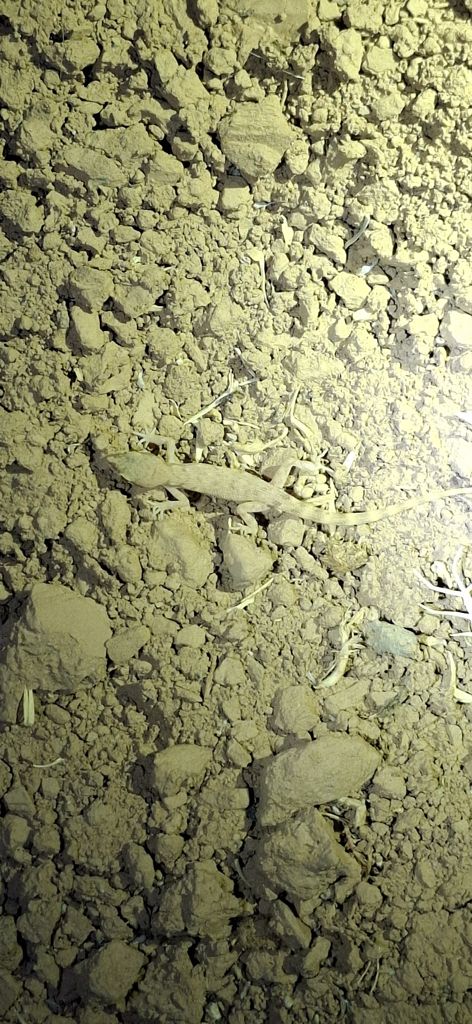 Tropiocolotes tassiliensis