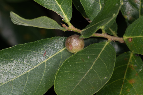 Ficus scobina, 2026-03-19