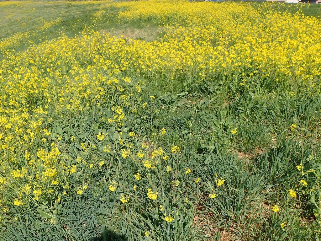 堤防のアブラナ群落