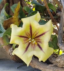 Solandra maxima