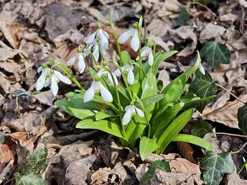 Snowdrop (Galanthus woronowii)