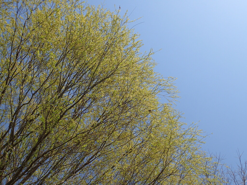 シダレヤナギと思われる高木