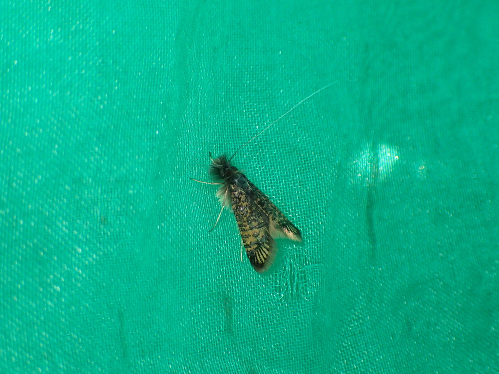 ゴマフヒゲナガ