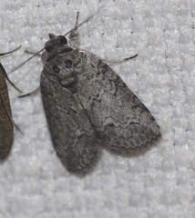 Nycteola polycyma