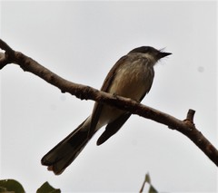 Rhipidura rufiventris