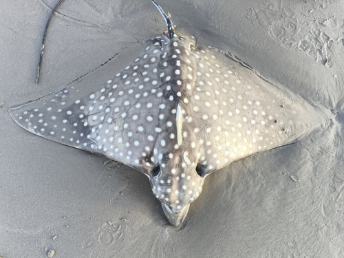 Aetobatus narinari