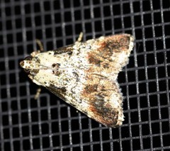 Orthaga rubridiscalis