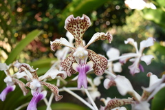 Vanda tricolor