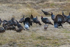 Meleagris gallopavo silvestris