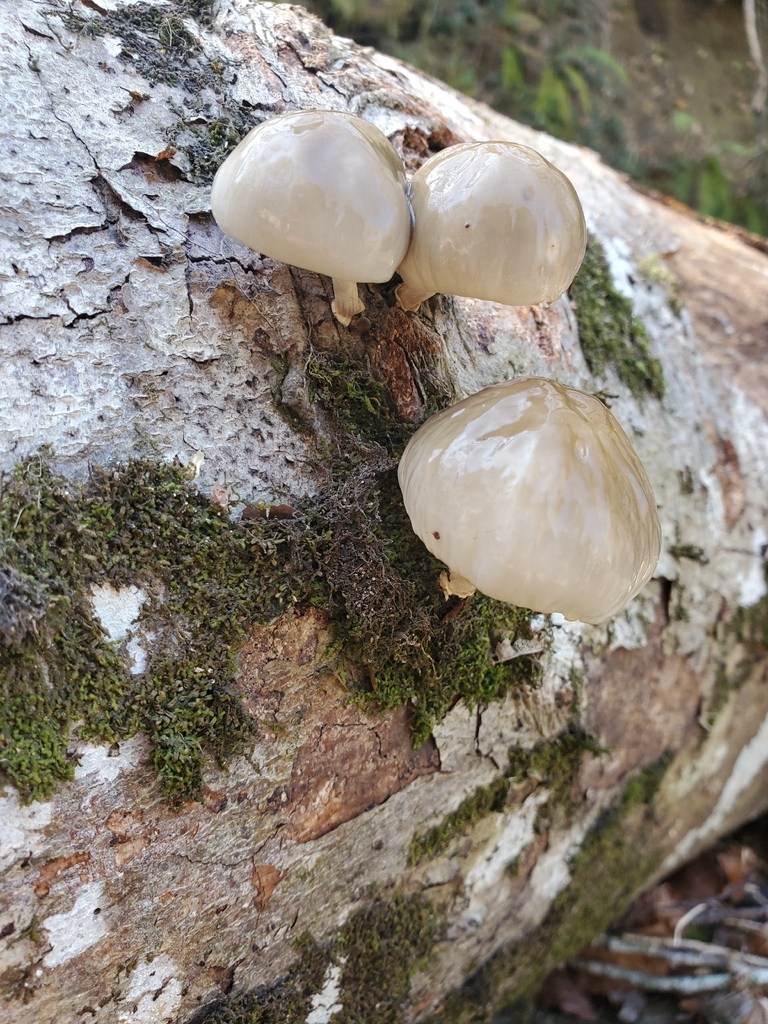 Oudemansiella mucida · March 2026 · photo: © curia (iNaturalist, cc-by)