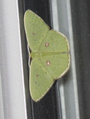 Comostola leucomerata