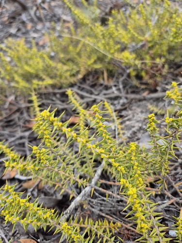 Acacia pycnocephala